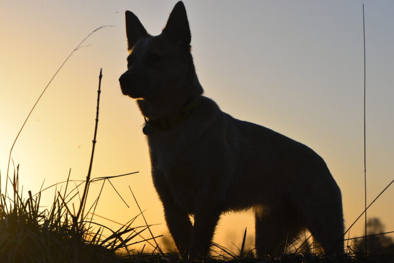 ich hab die Haare schön | der Hundesommer